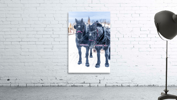 Percherons Wall Preview