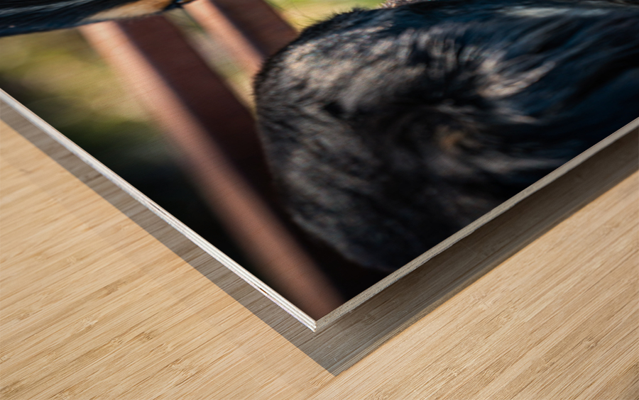 Getting to Know Each Other Wood print