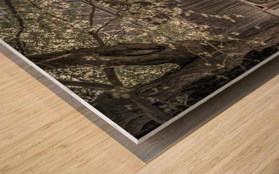Under the Tree Wood print