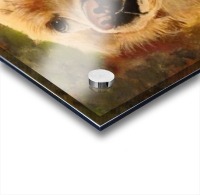 Golden Retriever Acrylic print