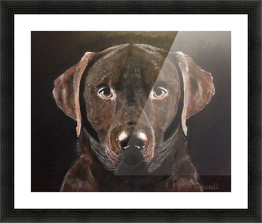 Chocolate Labrador Picture Frame print