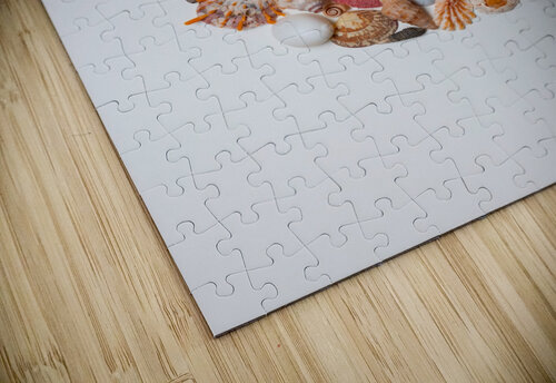 Anna_Tyshko_Circle_Seashells Anna Tyshko puzzle