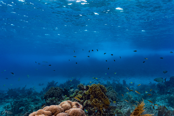 Reefscapes  1 Digital Download