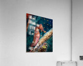 Solo Seahorse Acrylic Print