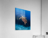 Juvenile Green Acrylic Print