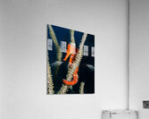 Holding On Acrylic Print