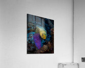 Neon Eel Acrylic Print