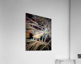 Slender Filefish Acrylic Print