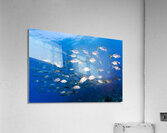 Jack School Acrylic Print