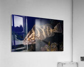 Deep Nassau  Acrylic Print