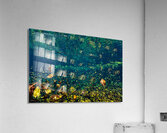 Fallen Leaves Acrylic Print