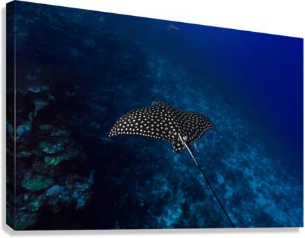 Wall Gliding Ray Landscape Canvas Print
