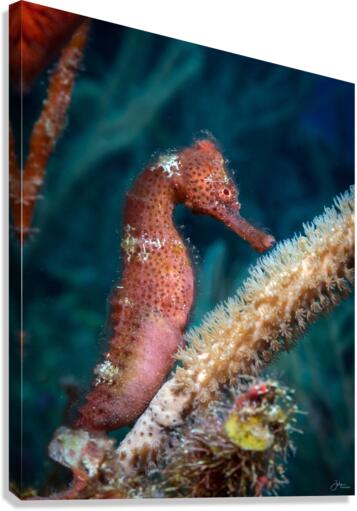 Solo Seahorse Canvas Print