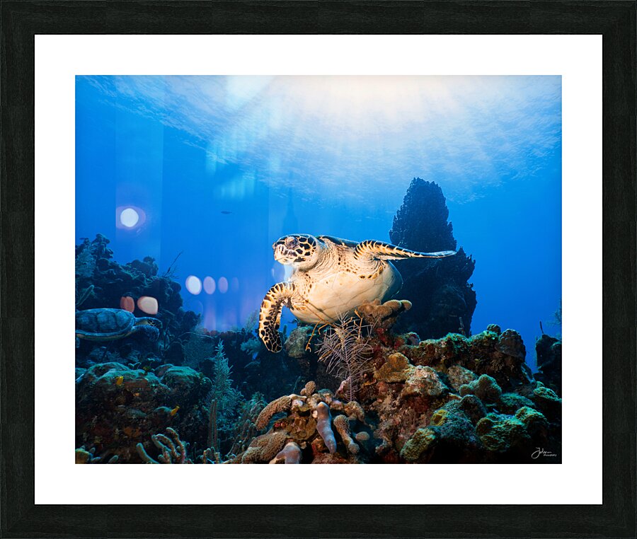 Soaring Picture Frame print