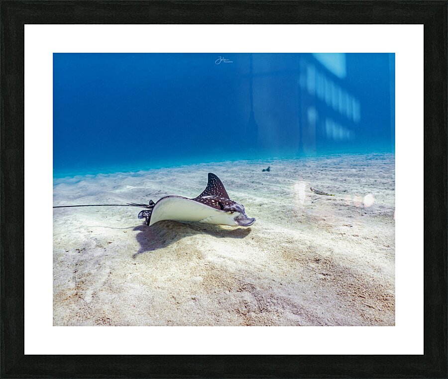 Seabed Forager Picture Frame print
