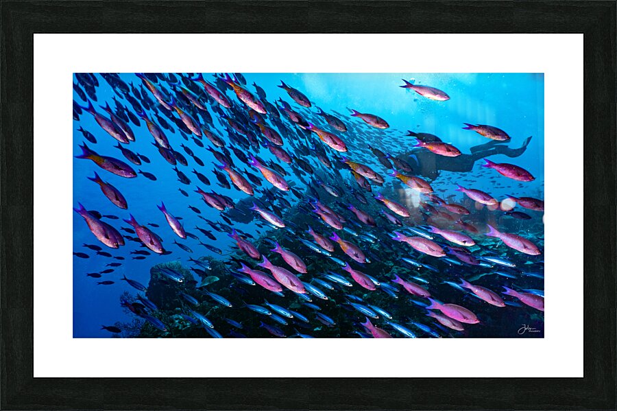 Wrasse Storm Picture Frame print