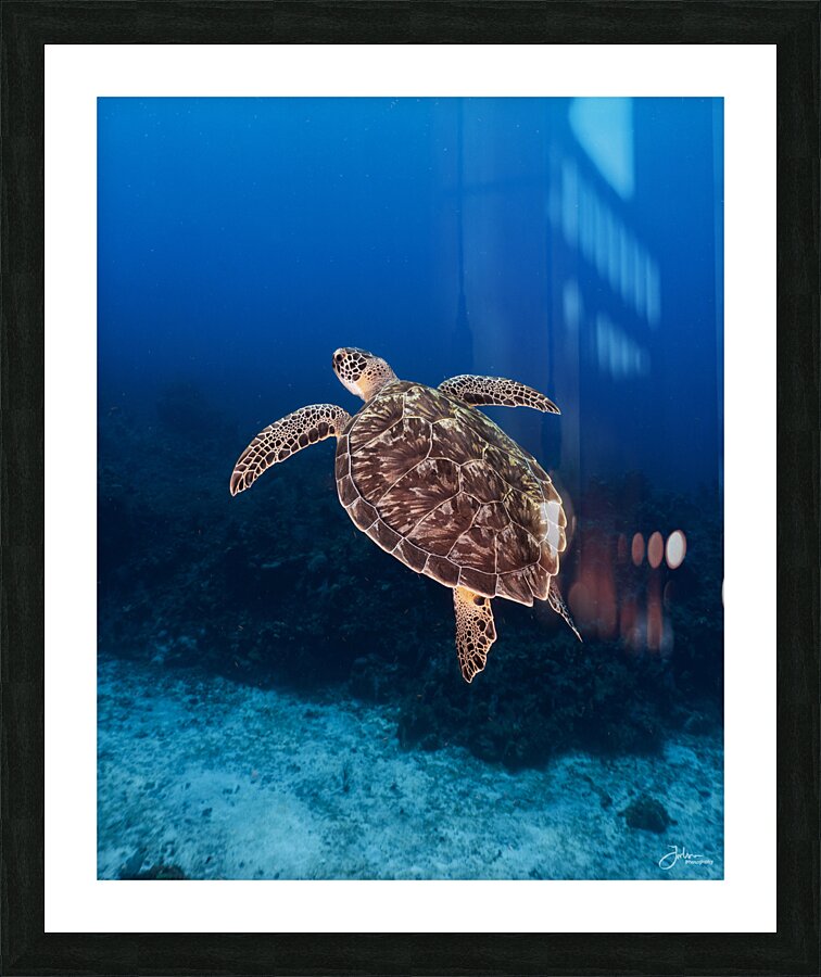 Juvenile Green Picture Frame print