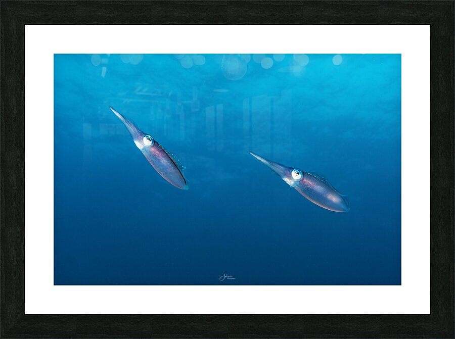 Squid Pair Picture Frame print