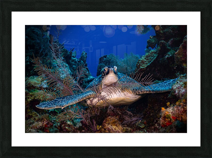 Reef Hug Picture Frame print
