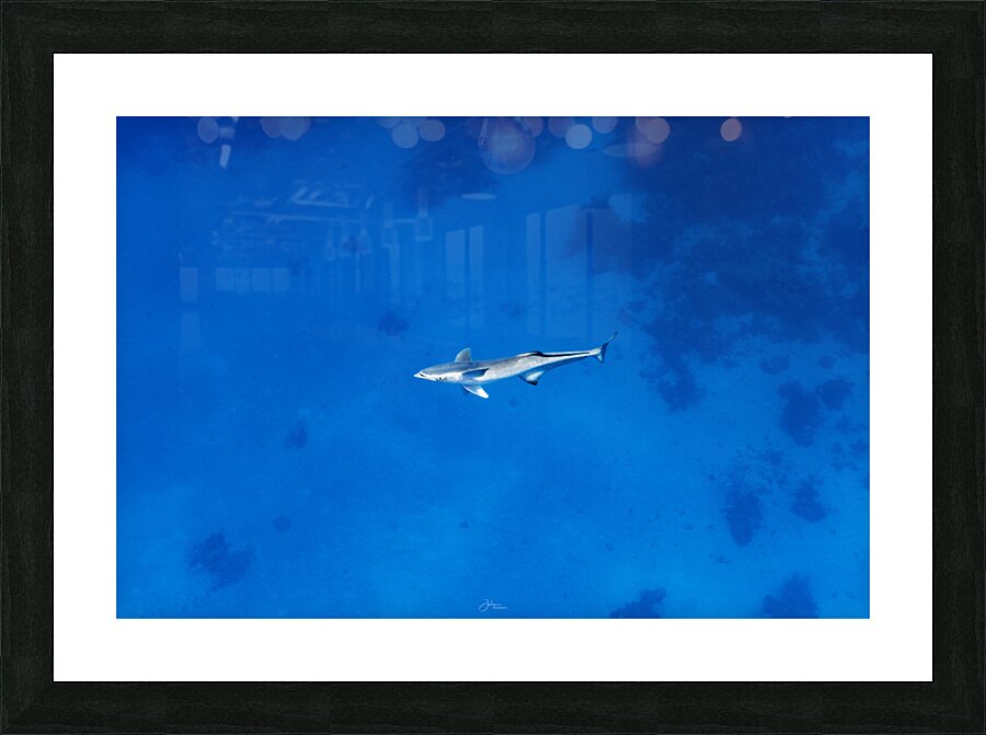 Sun Remora Picture Frame print