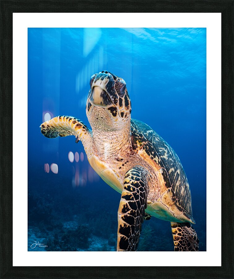 Hawksbill Encounter Picture Frame print