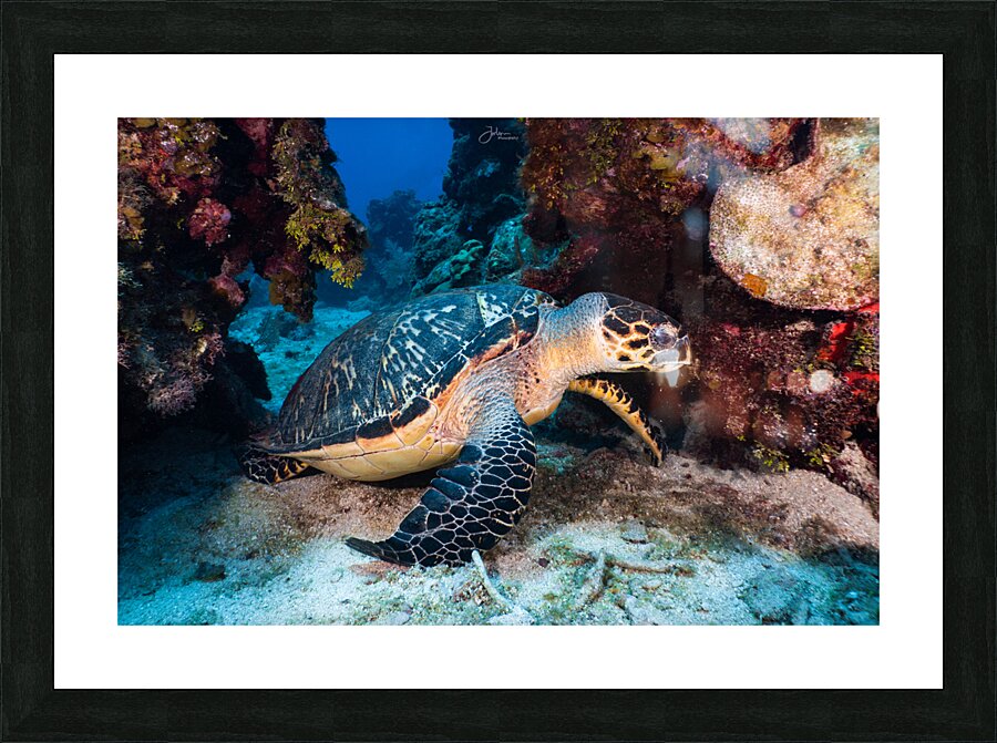 Reef Turtle Picture Frame print