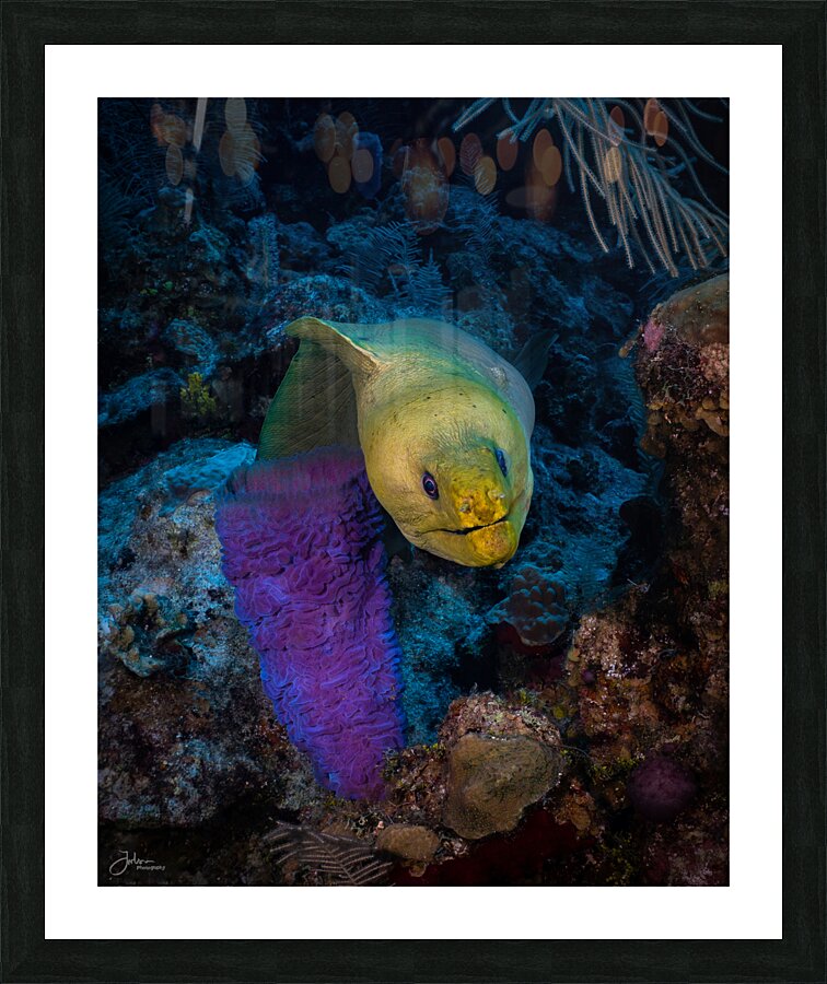 Neon Eel Picture Frame print
