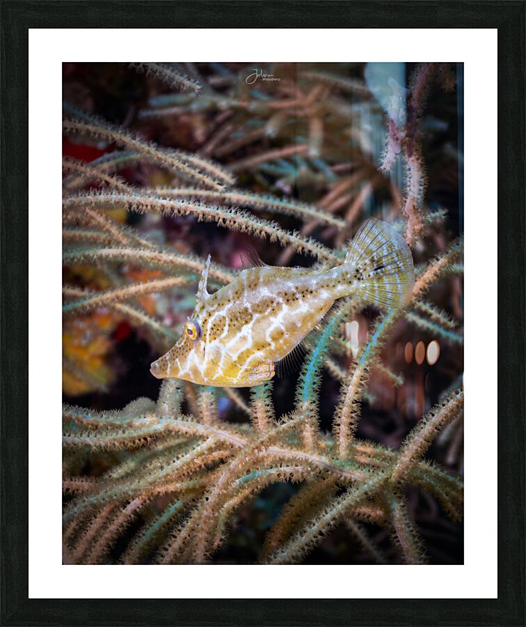Slender Filefish Picture Frame print