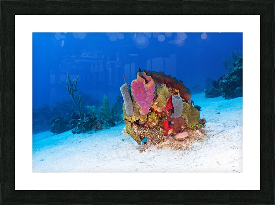 Colour Splash Picture Frame print
