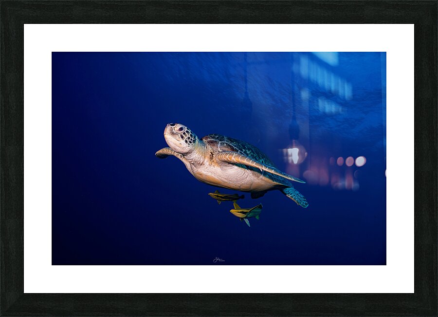 Turtle Time Picture Frame print