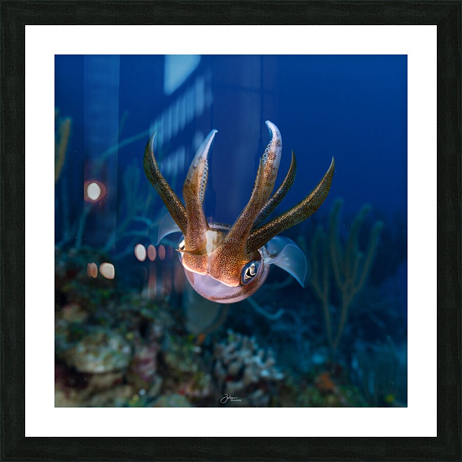Kid Squid Picture Frame print