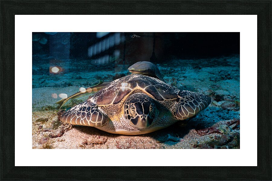 Sleepy Turtle Picture Frame print