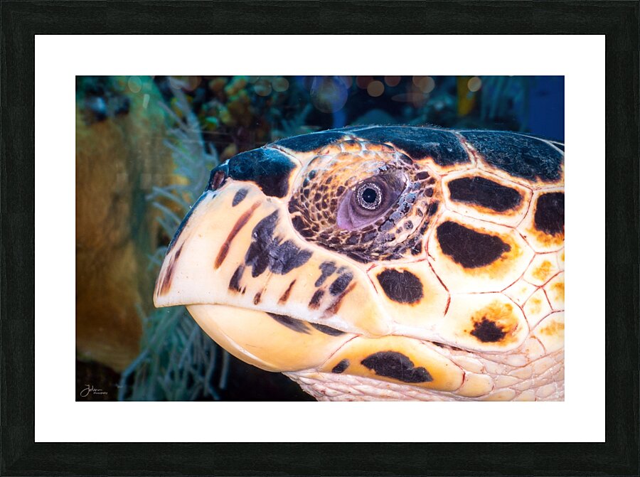 Face to Face Picture Frame print