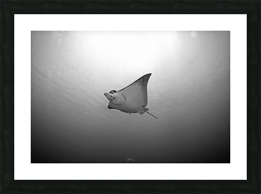 B & W Eagle Ray Picture Frame print