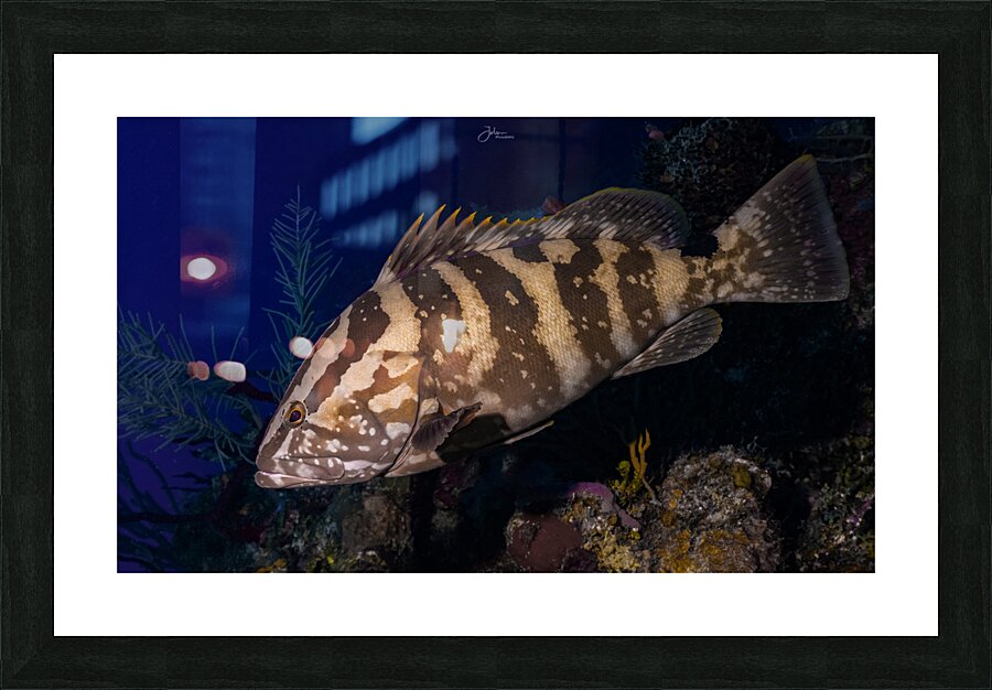 Deep Nassau  Picture Frame print
