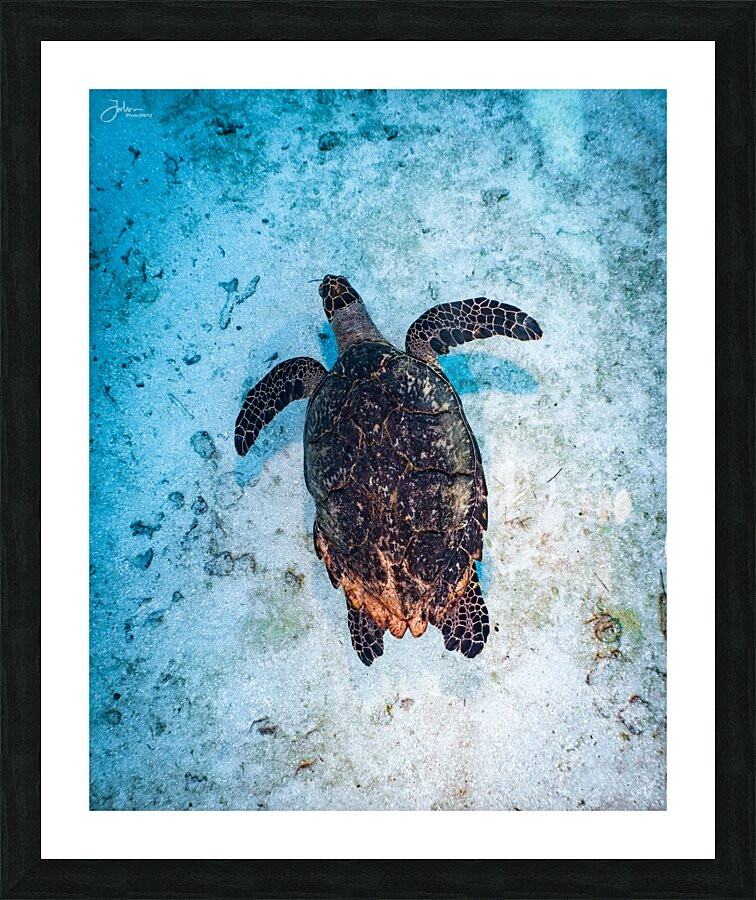 Sandpatch Sea Turtle Picture Frame print