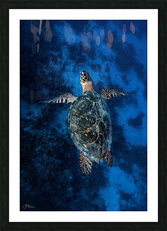 Deep Hawksbill Picture Frame print