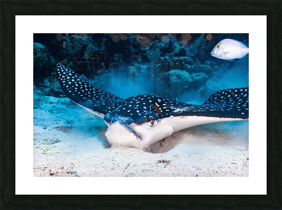 Feeding Ray Picture Frame print