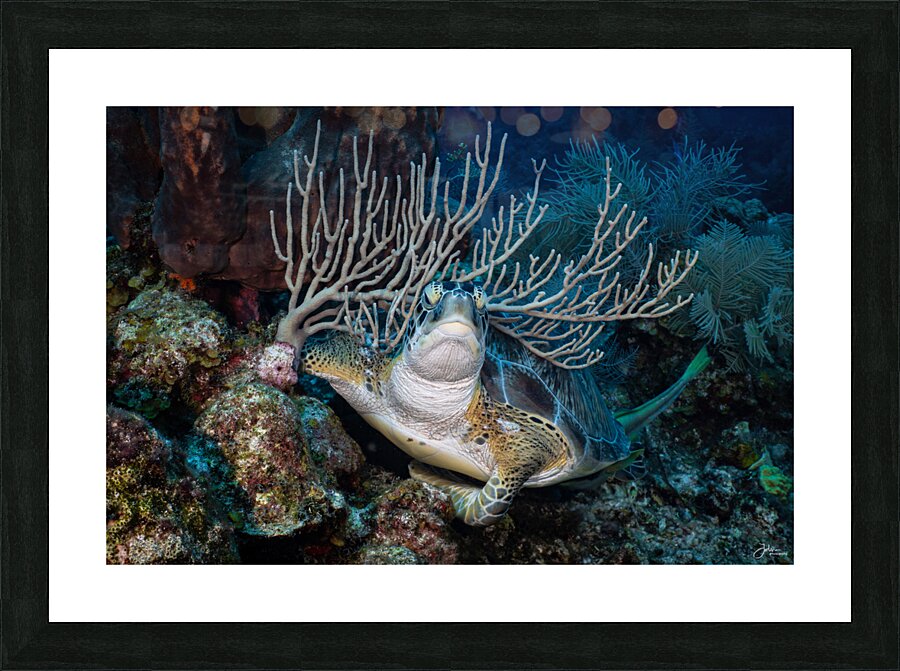 Reef Crown Picture Frame print