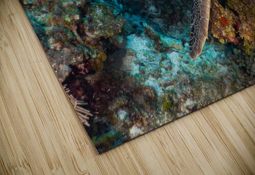 Forty Winks deepseawilson puzzle