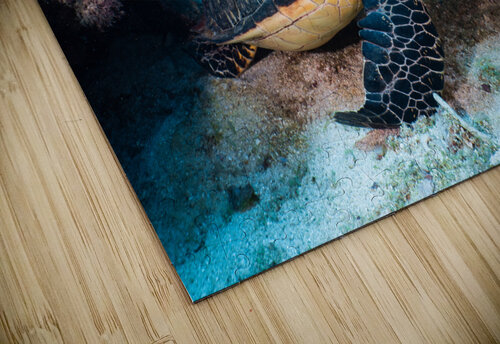 Reef Turtle deepseawilson puzzle