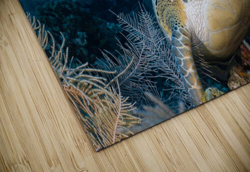 Curious Green Turtle deepseawilson puzzle