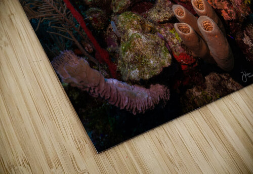 Sponge City deepseawilson puzzle