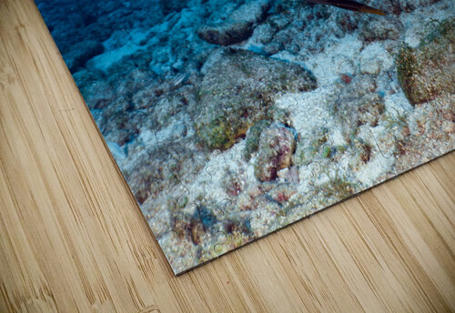 Azul Angel  deepseawilson puzzle