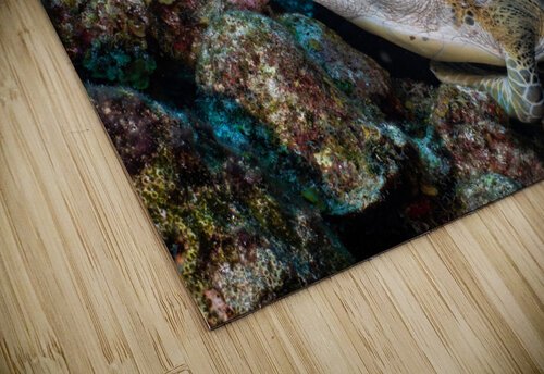 Reef Crown deepseawilson puzzle