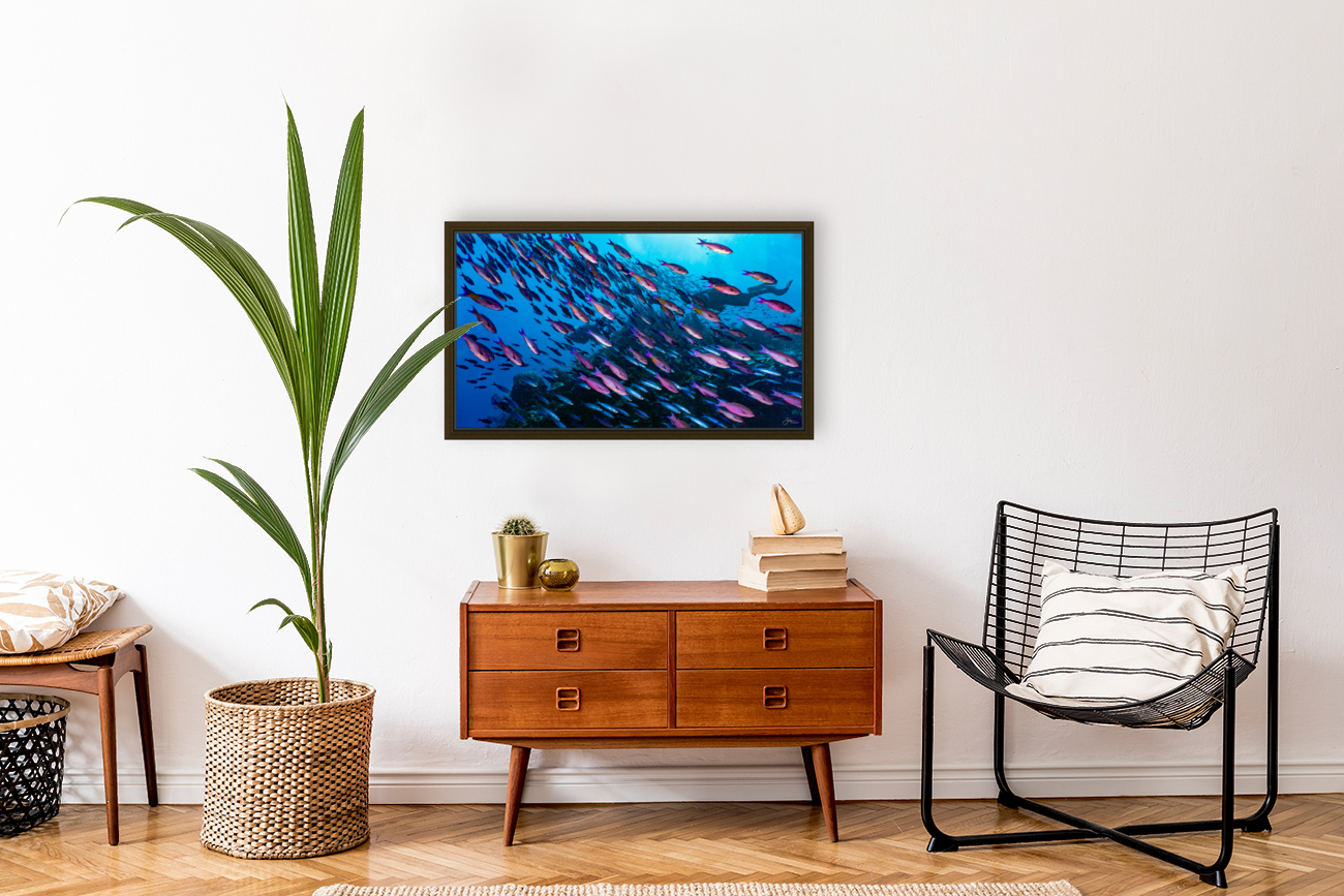 Wrasse Storm Reproduction