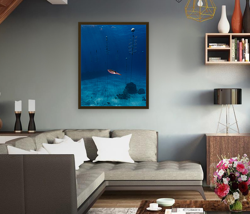 Nursery Squid Reproduction