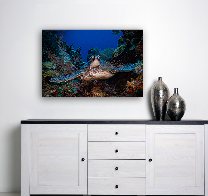 Reef Hug Reproduction