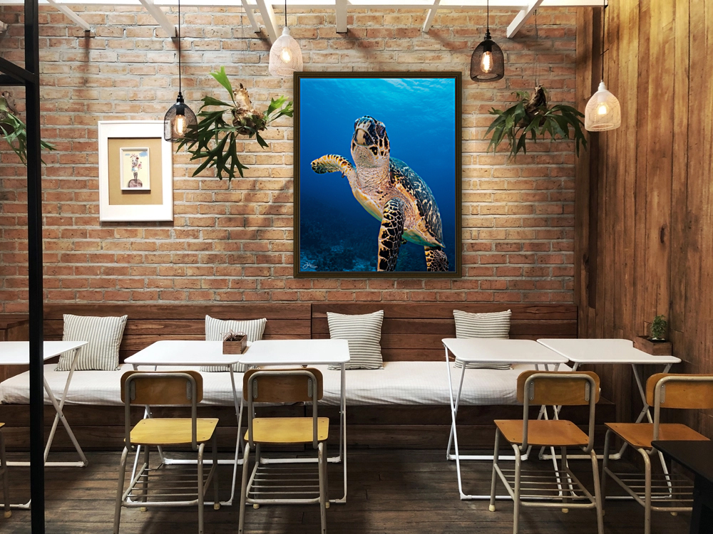 Hawksbill Encounter Reproduction