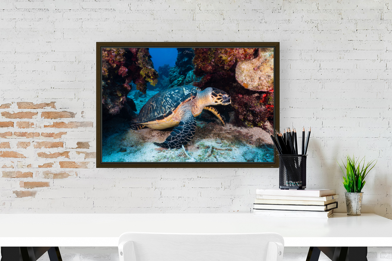 Reef Turtle Reproduction